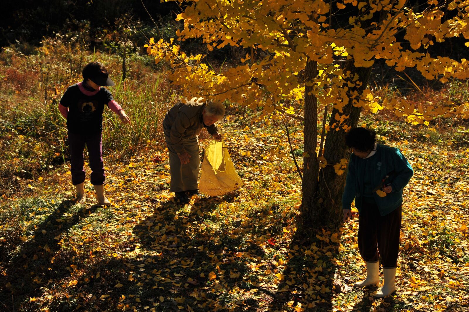 Nikon D700 sample photo. Gingko tree, ginkgo picked photography