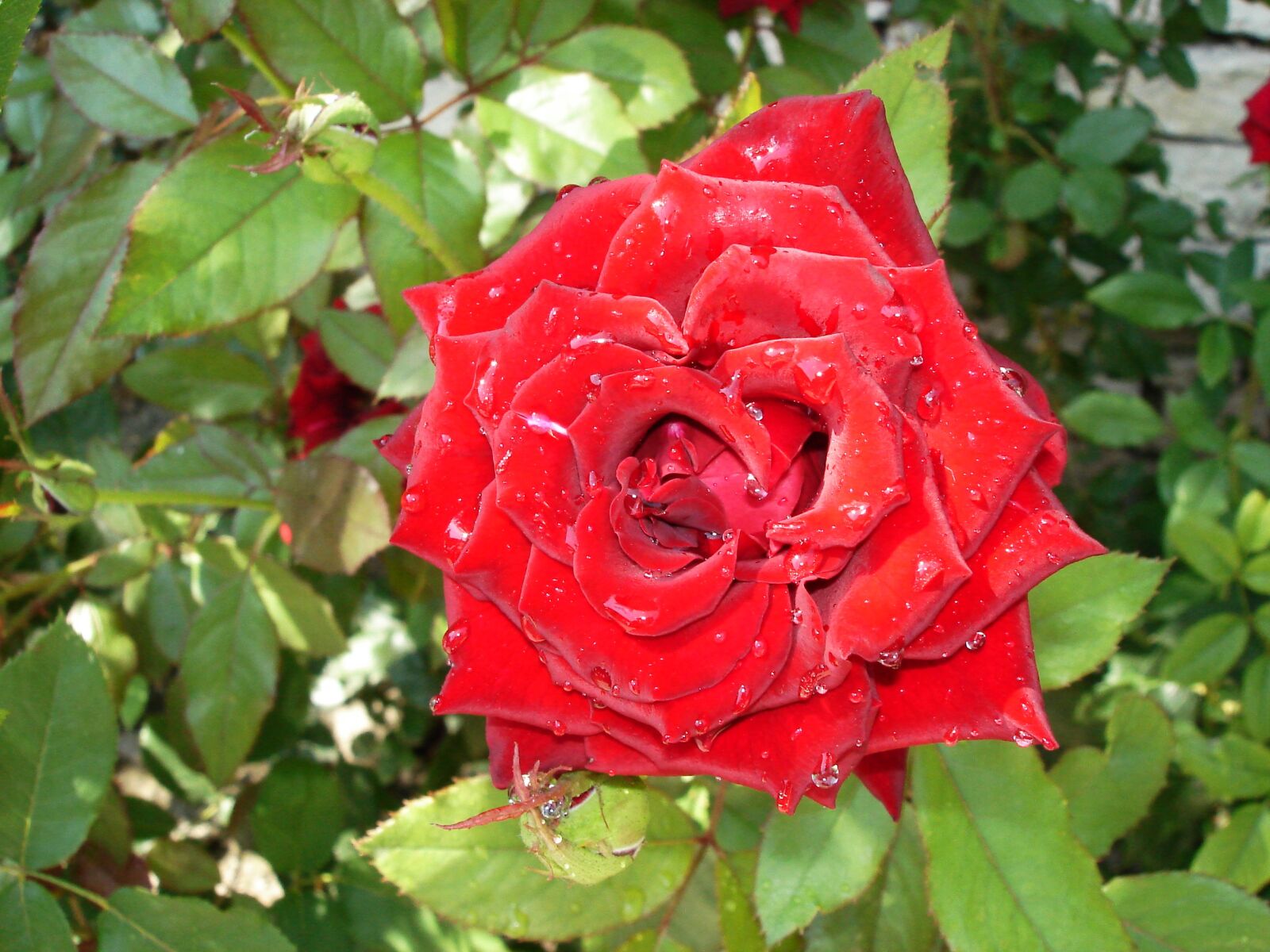 Sony DSC-W5 sample photo. Rose, red, garden photography