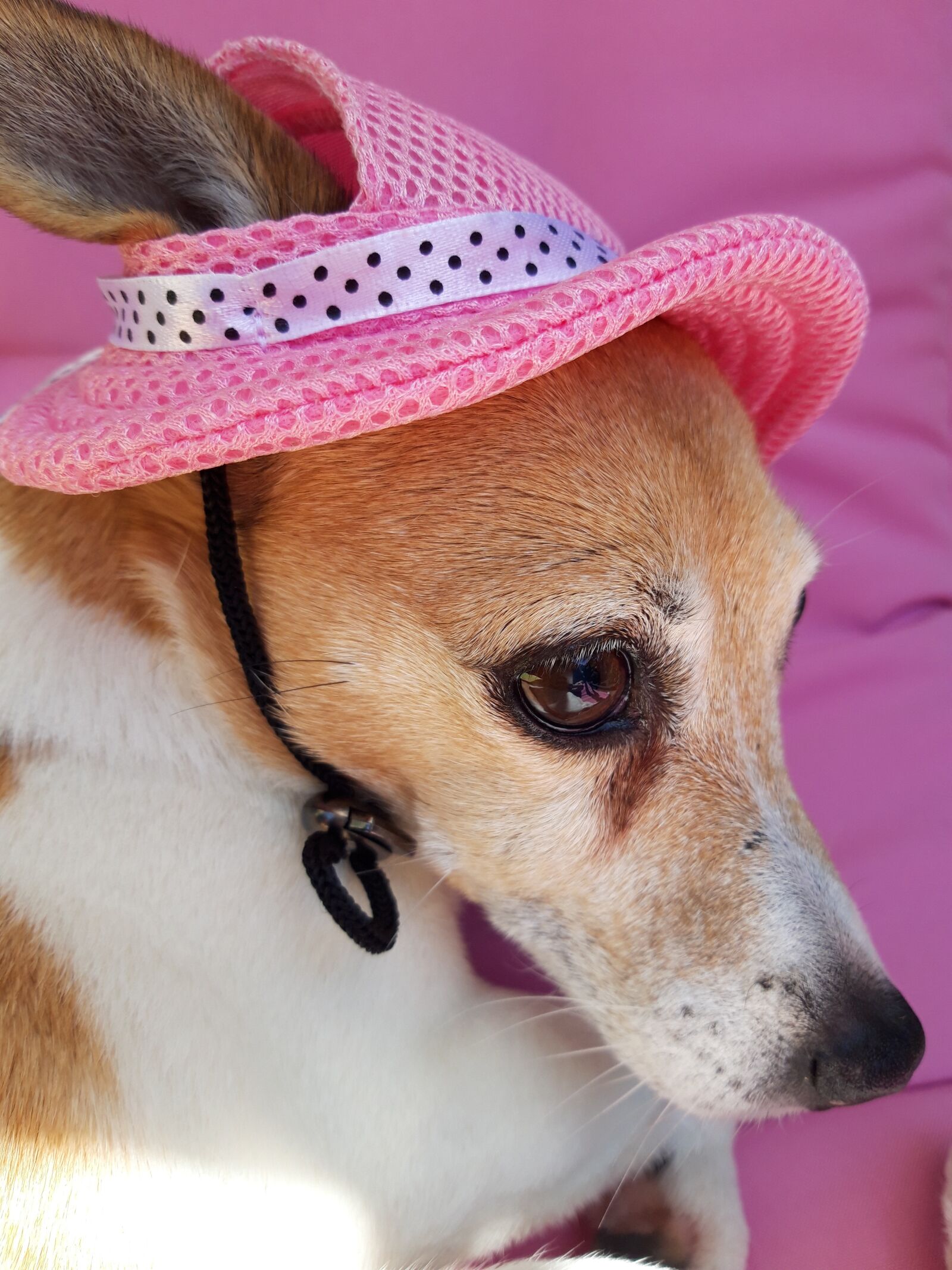 Samsung Galaxy A6 sample photo. Pink, jackrussell, jack russell photography