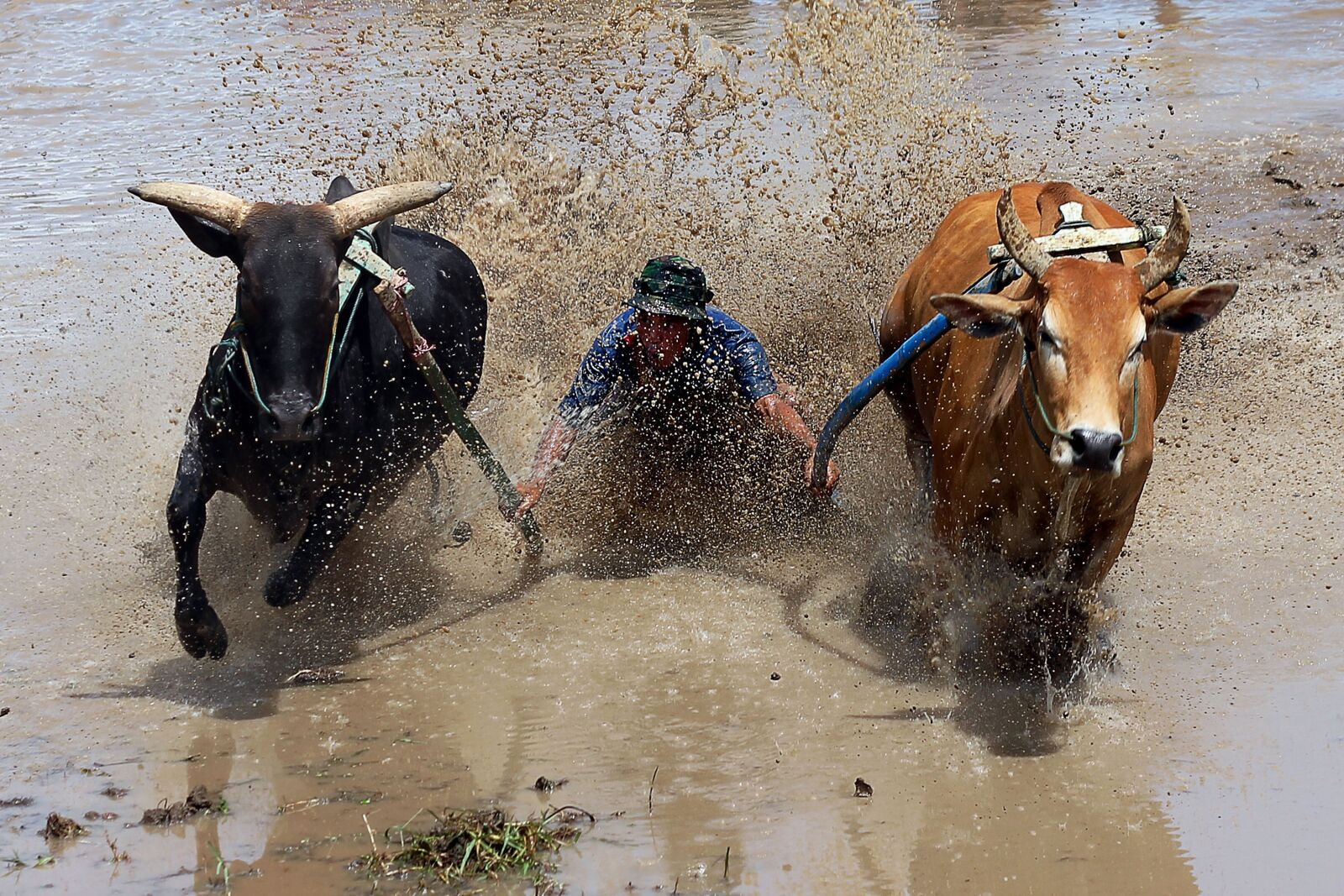 Canon EOS 550D (EOS Rebel T2i / EOS Kiss X4) sample photo. Pacu jawi, cow race photography