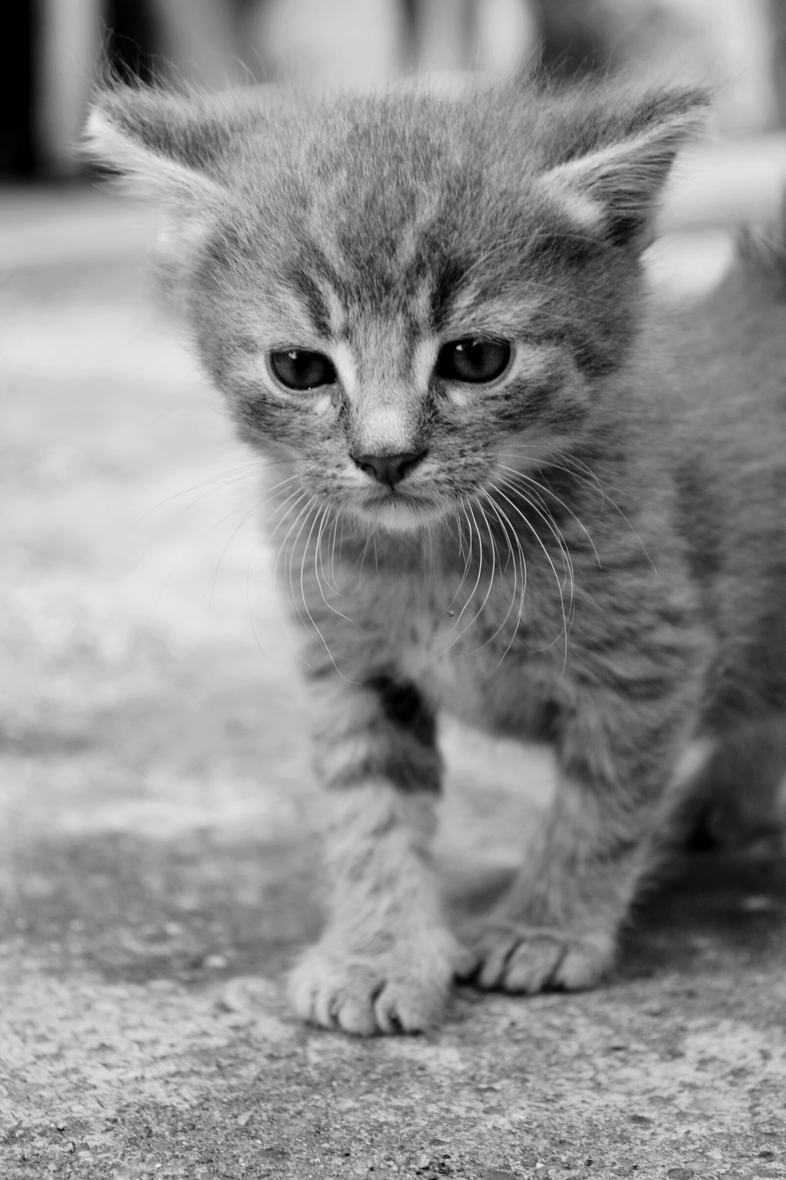 Nikon D3100 sample photo. Close, up, of, cat photography