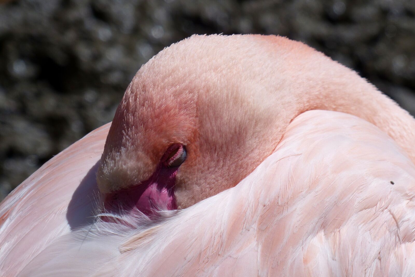 Leica V-Lux 4 sample photo. Flamingo, exotic, bird photography