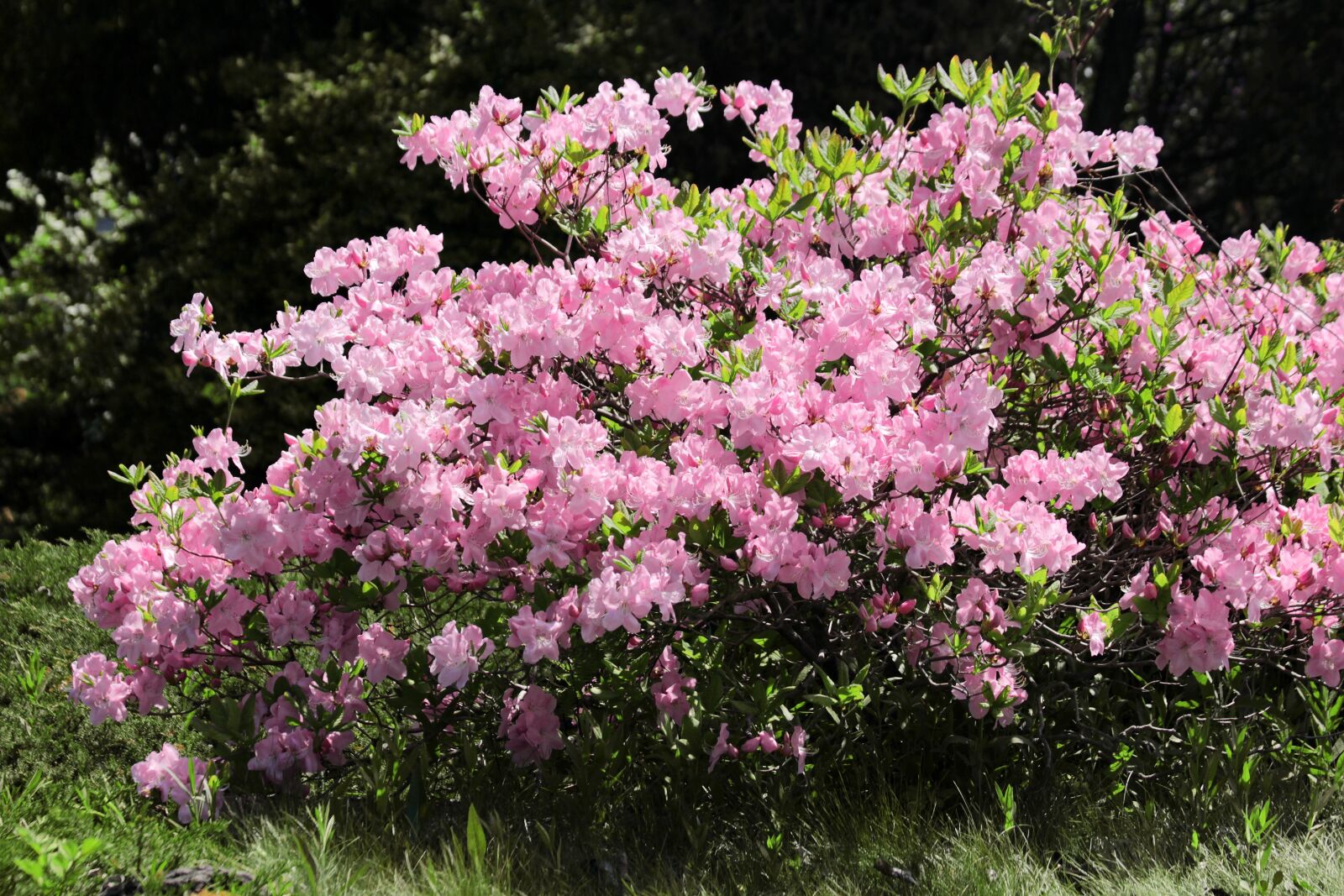 Canon EOS 650D (EOS Rebel T4i / EOS Kiss X6i) sample photo. Rhododendron, plant, bloom photography