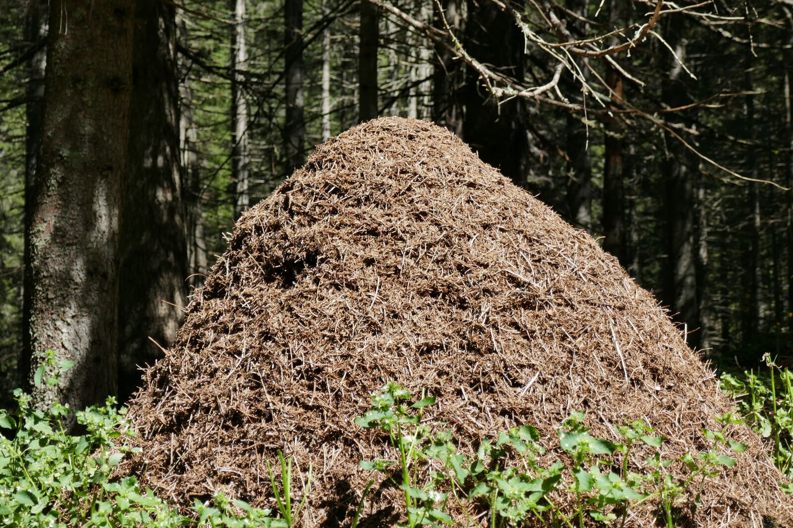 Panasonic DMC-TZ101 sample photo. Ants, anthill, forest photography