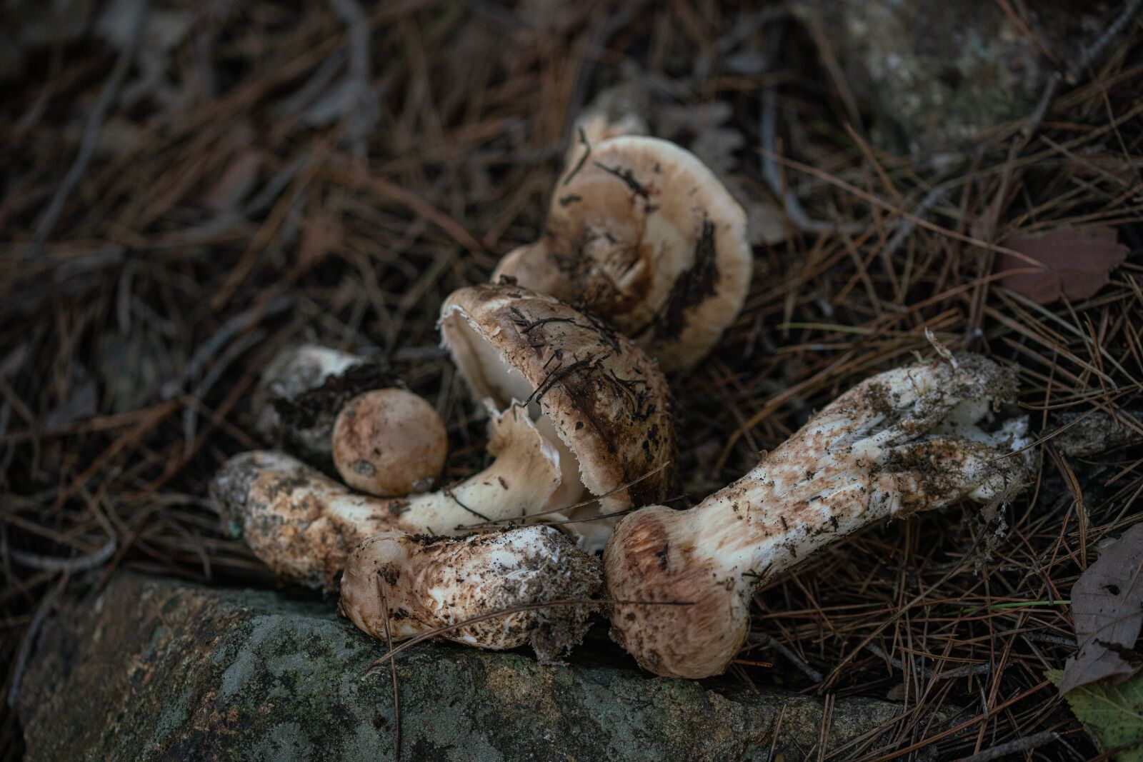 105mm F2.8 sample photo. Pine mushroom, pine, food photography