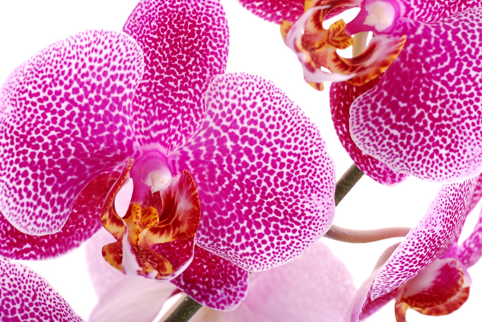 Nikon D80 sample photo. Orchid, orchis, flower photography