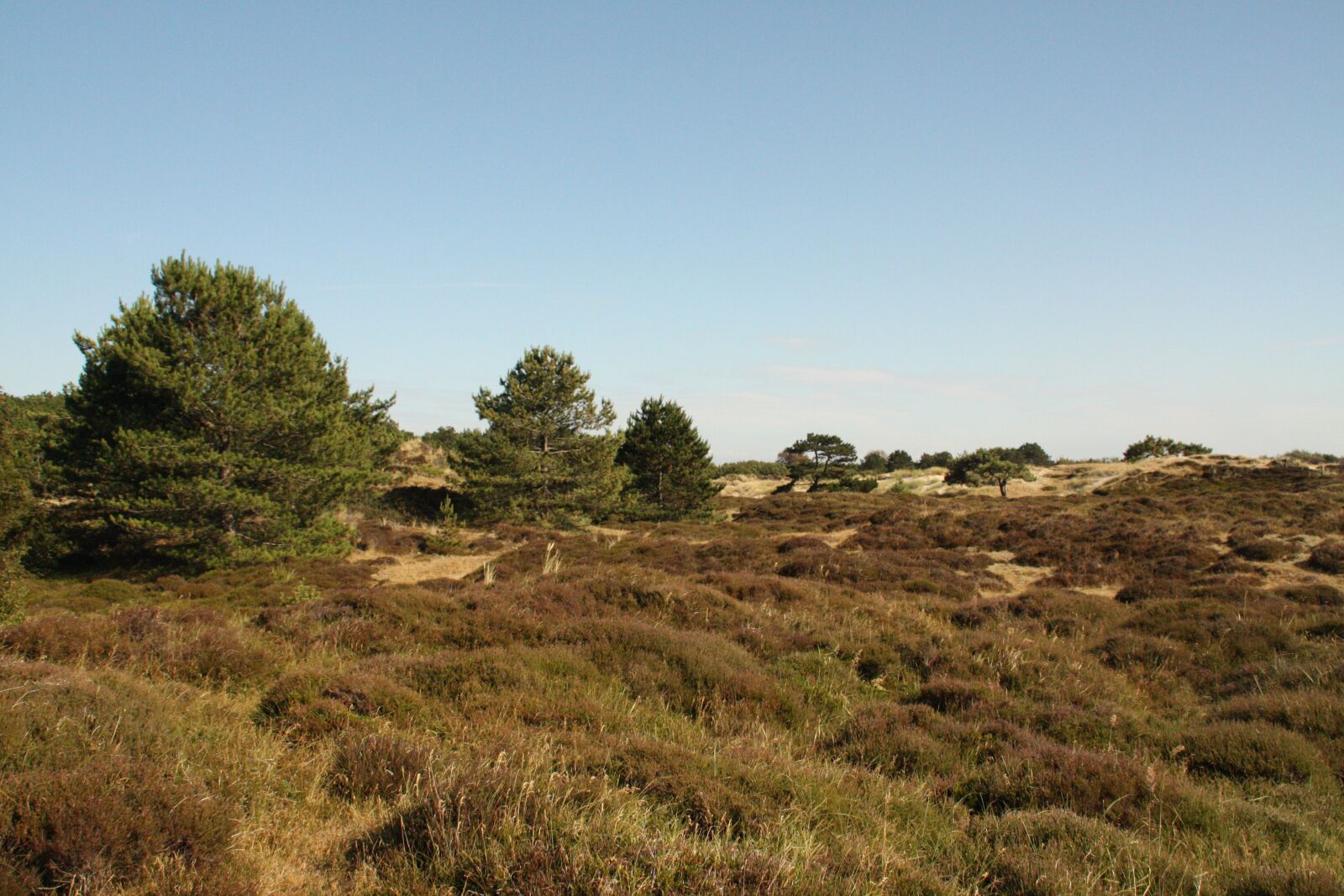 Canon EOS 450D (EOS Rebel XSi / EOS Kiss X2) sample photo. Vlieland, netherlands, nature photography