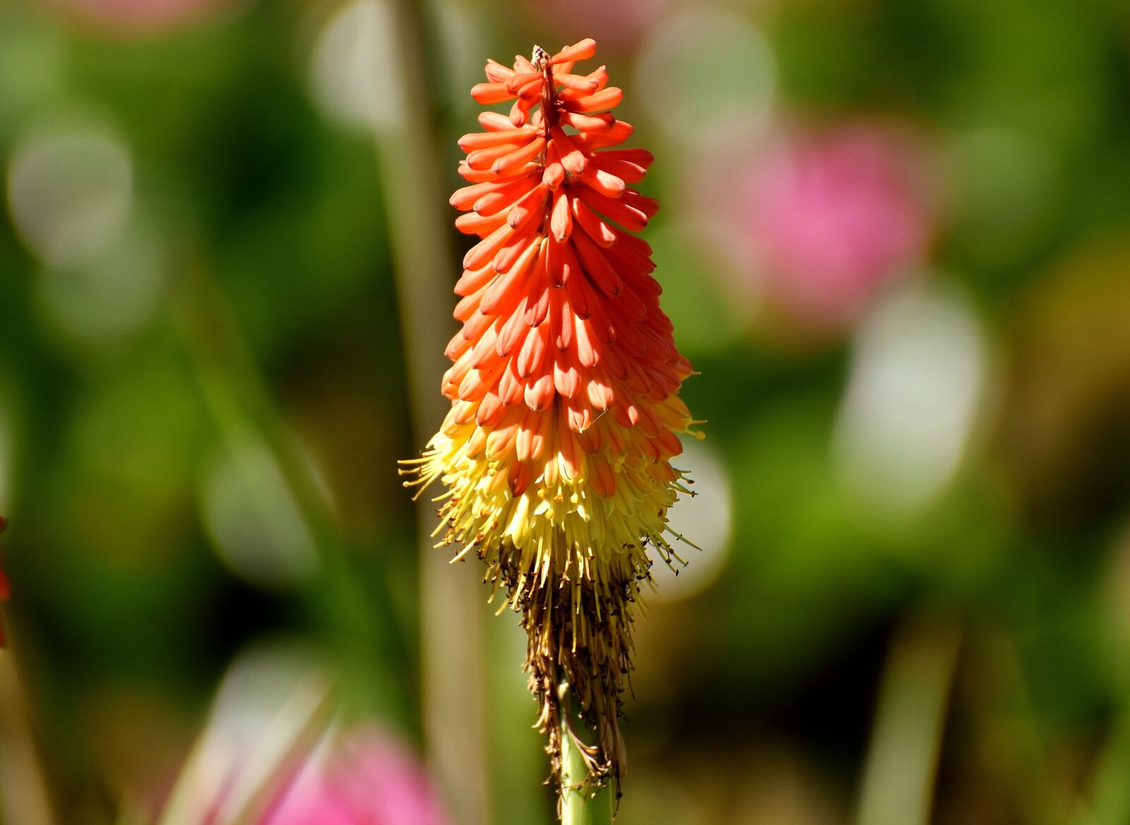 Nikon D7200 sample photo. Panicles-montbretie, flower, red photography
