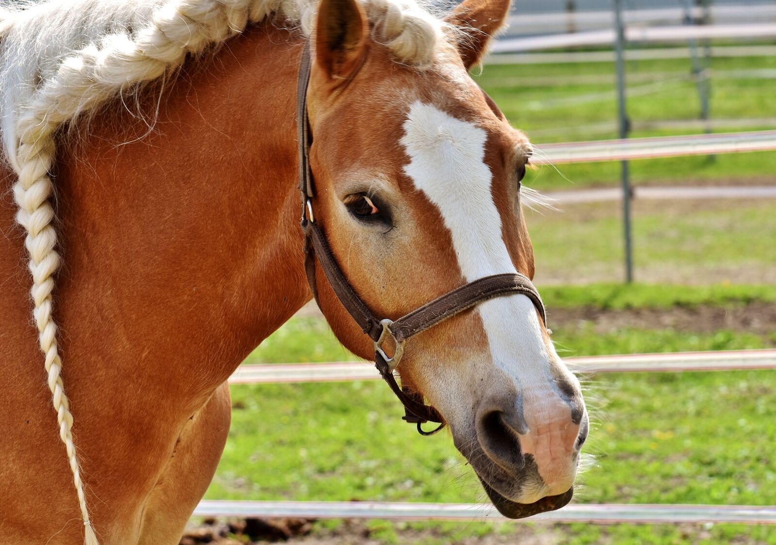 Nikon D7200 sample photo. Haflinger, horse, mane photography