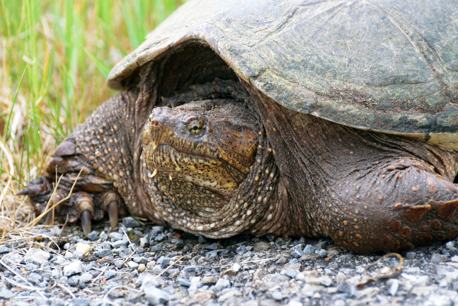 Nikon D5300 sample photo. Reptile, snapping, turtle photography