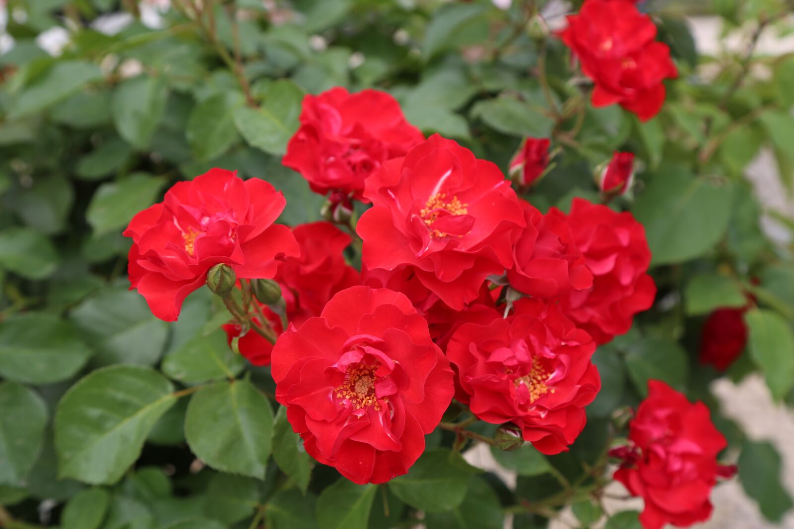 Canon EF 24-105mm F4L IS USM sample photo. Rose, spring, roses photography