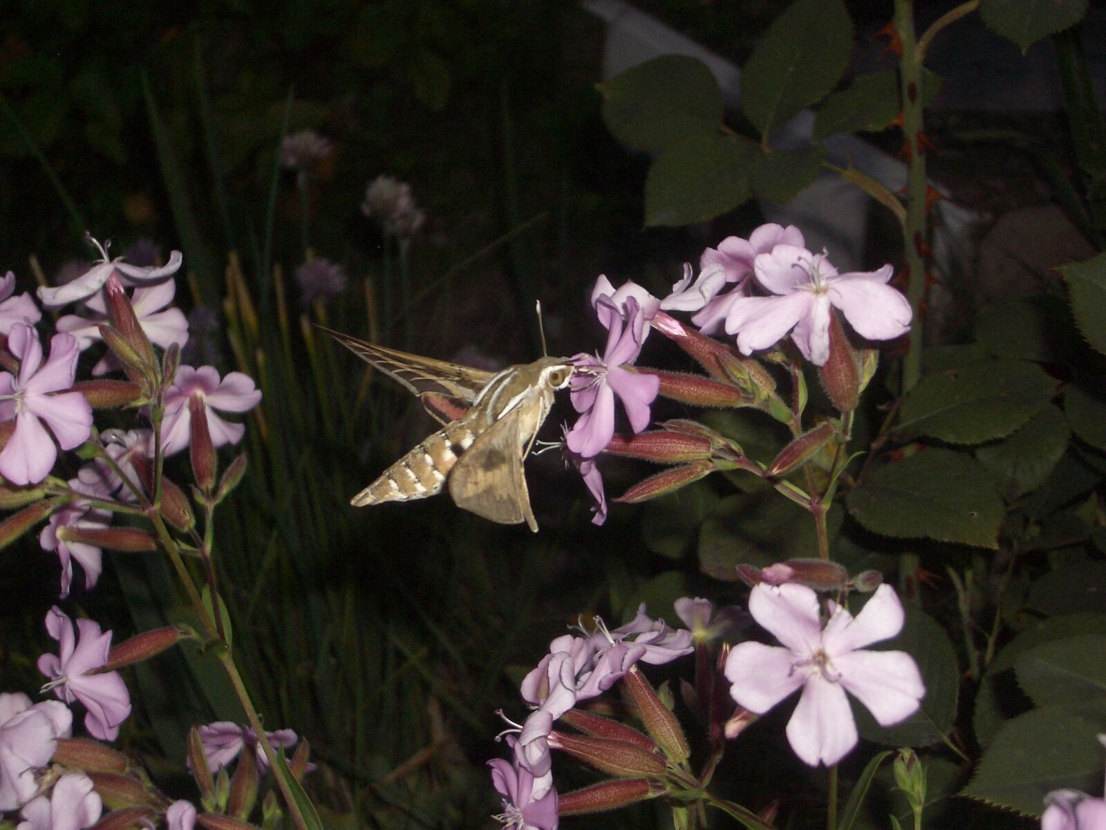 Pentax OPTIO S4 sample photo. Moth, flowers, mountain photography