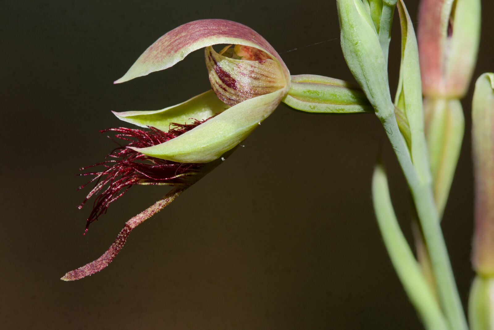 Canon EOS 7D sample photo. Orchid, wildflower, australia photography