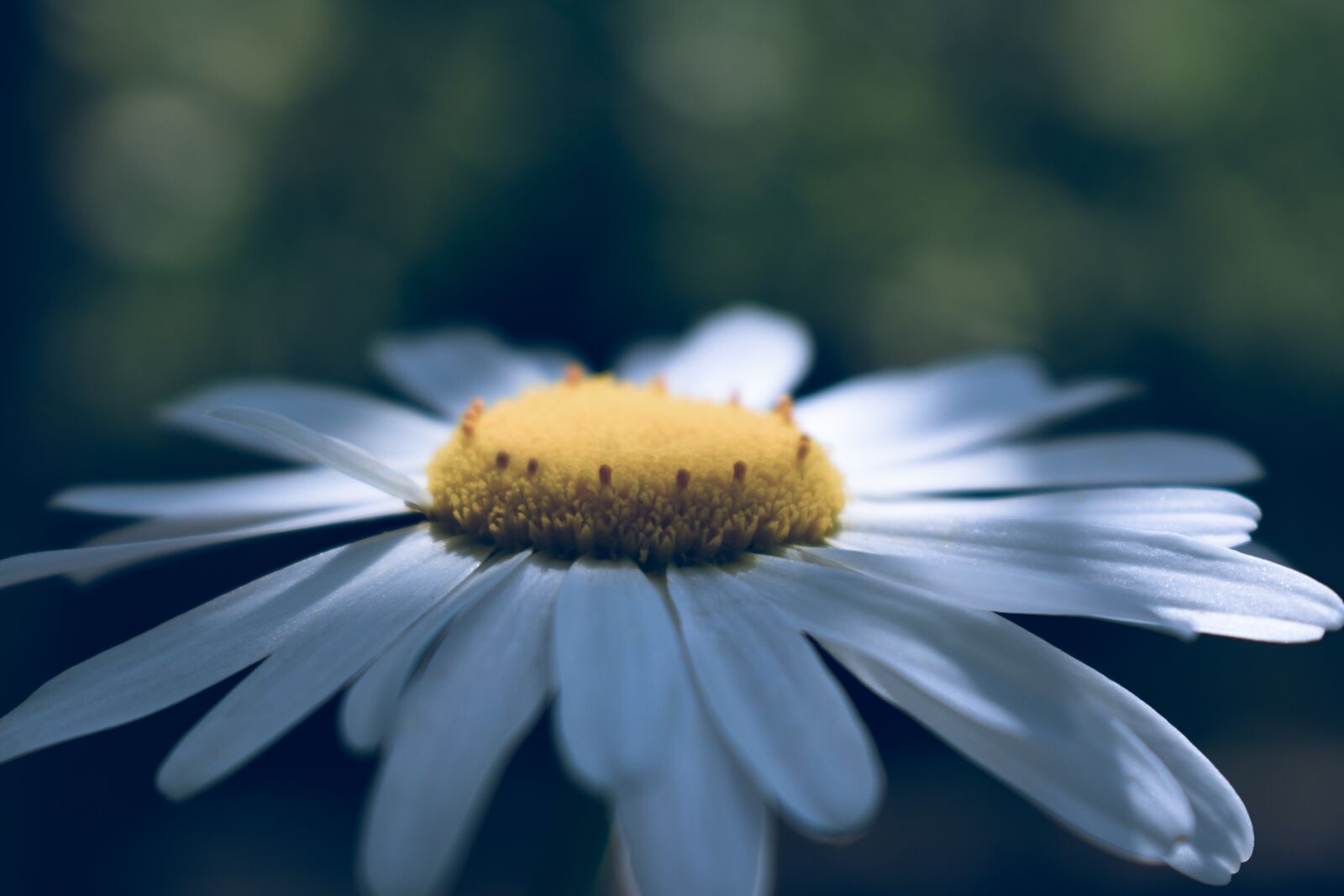 Nikon D5600 sample photo. Daisy, flower, bloom photography