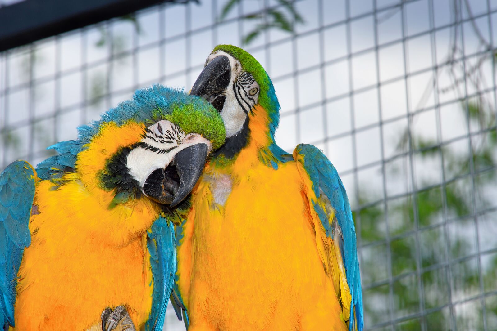 Minolta AF 80-200mm F2.8 HS-APO G sample photo. Parrots, aras, couple photography