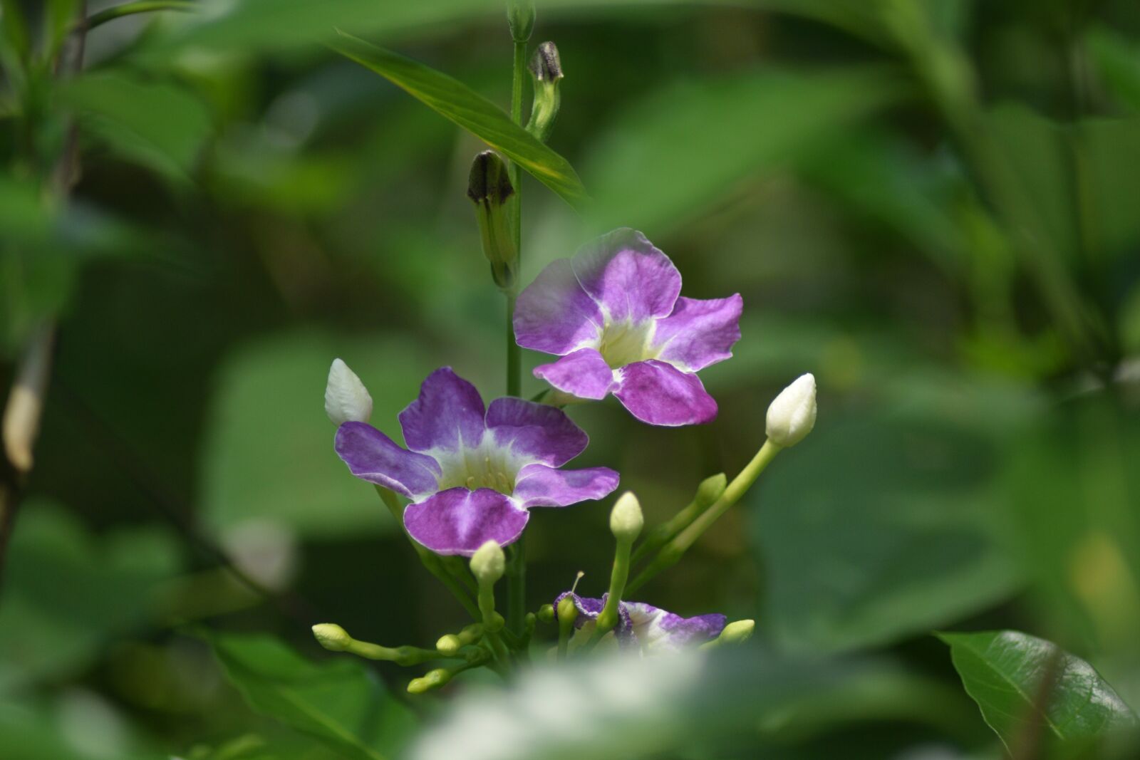 Nikon D3300 sample photo. Flower, pink, nature photography