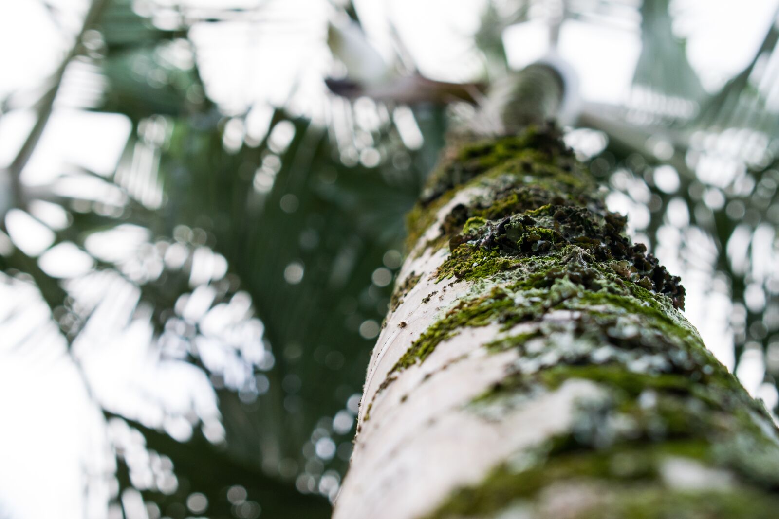 Nikon D5300 sample photo. Nature, tree, forest photography