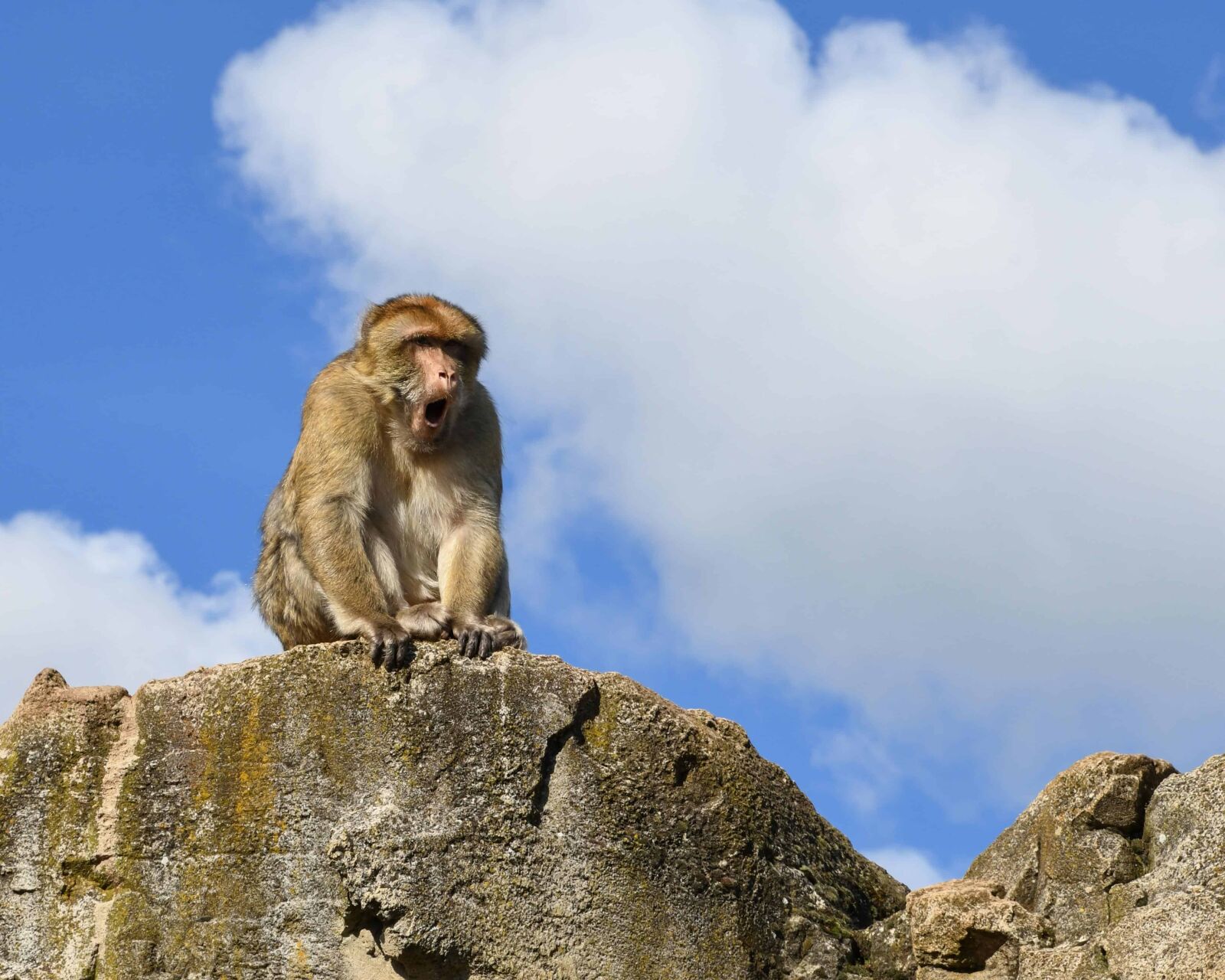 Nikon D500 sample photo. Wildlife, nature, animal, monkey photography