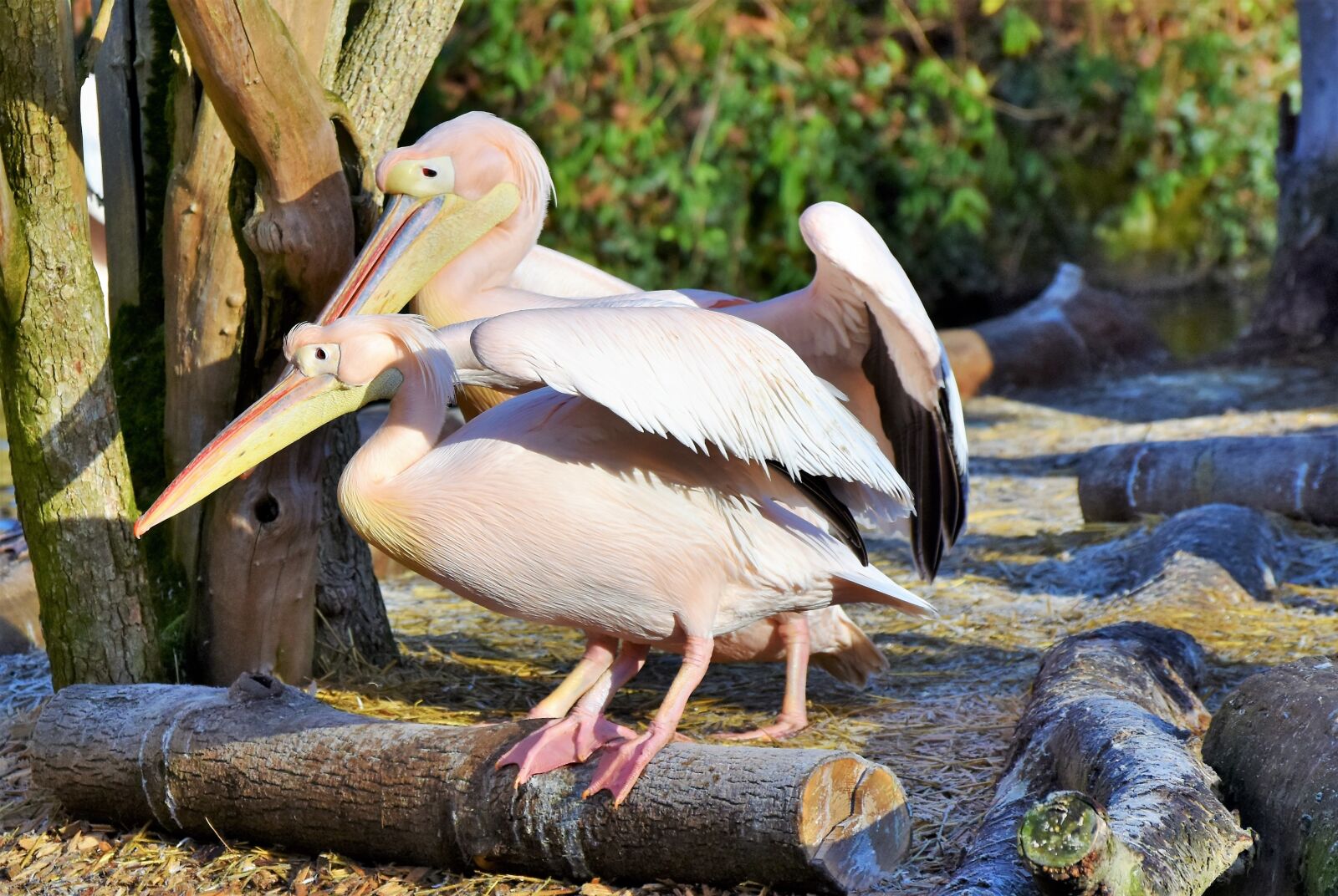 Nikon D7200 sample photo. Pelikan, water bird, pink photography