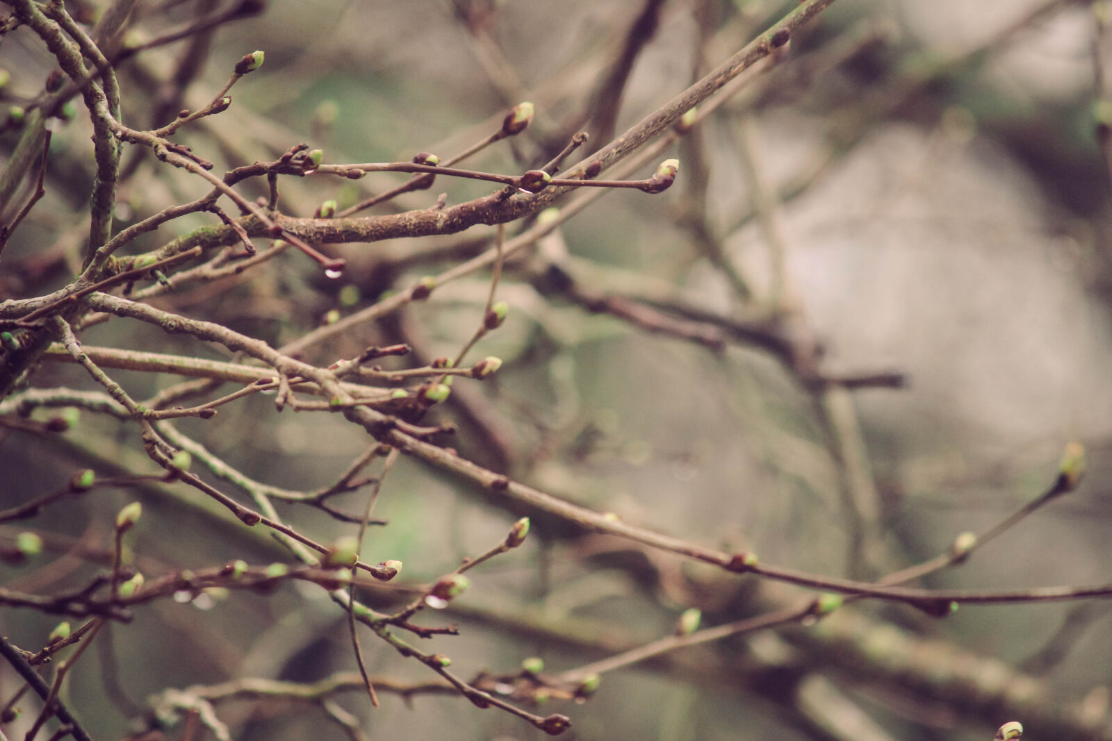 Canon EOS 600D (Rebel EOS T3i / EOS Kiss X5) sample photo. Berries, spring, twigs photography