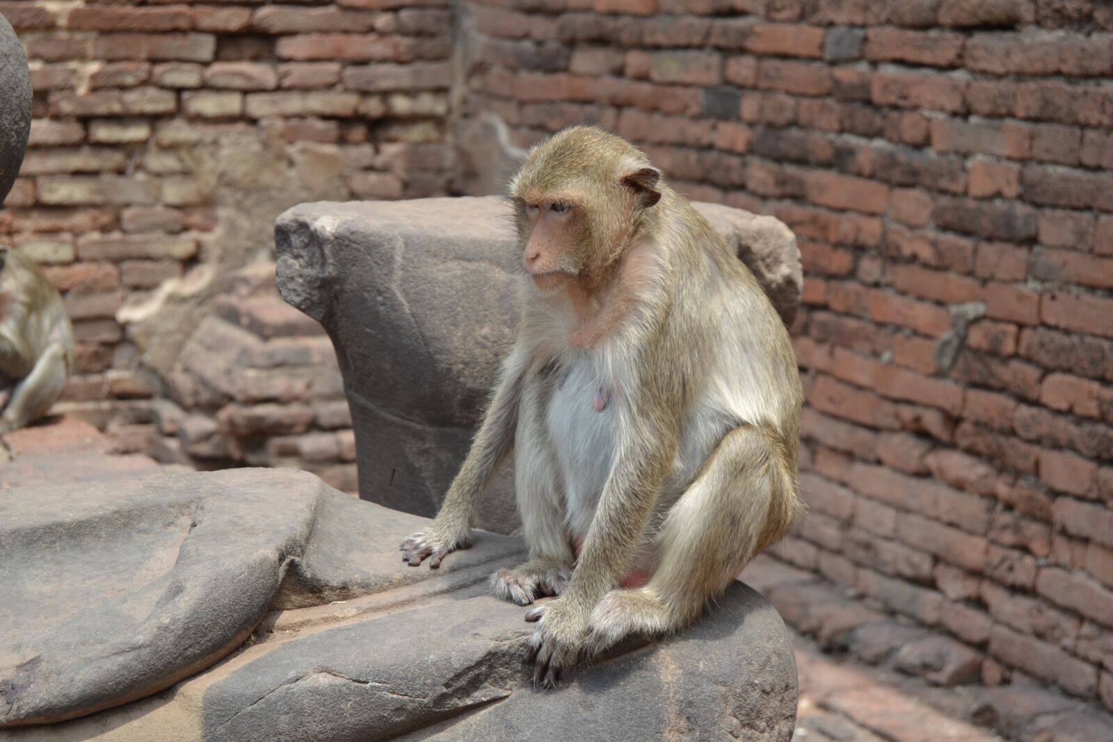 Nikon D3100 sample photo. City of monkeys, thailand photography