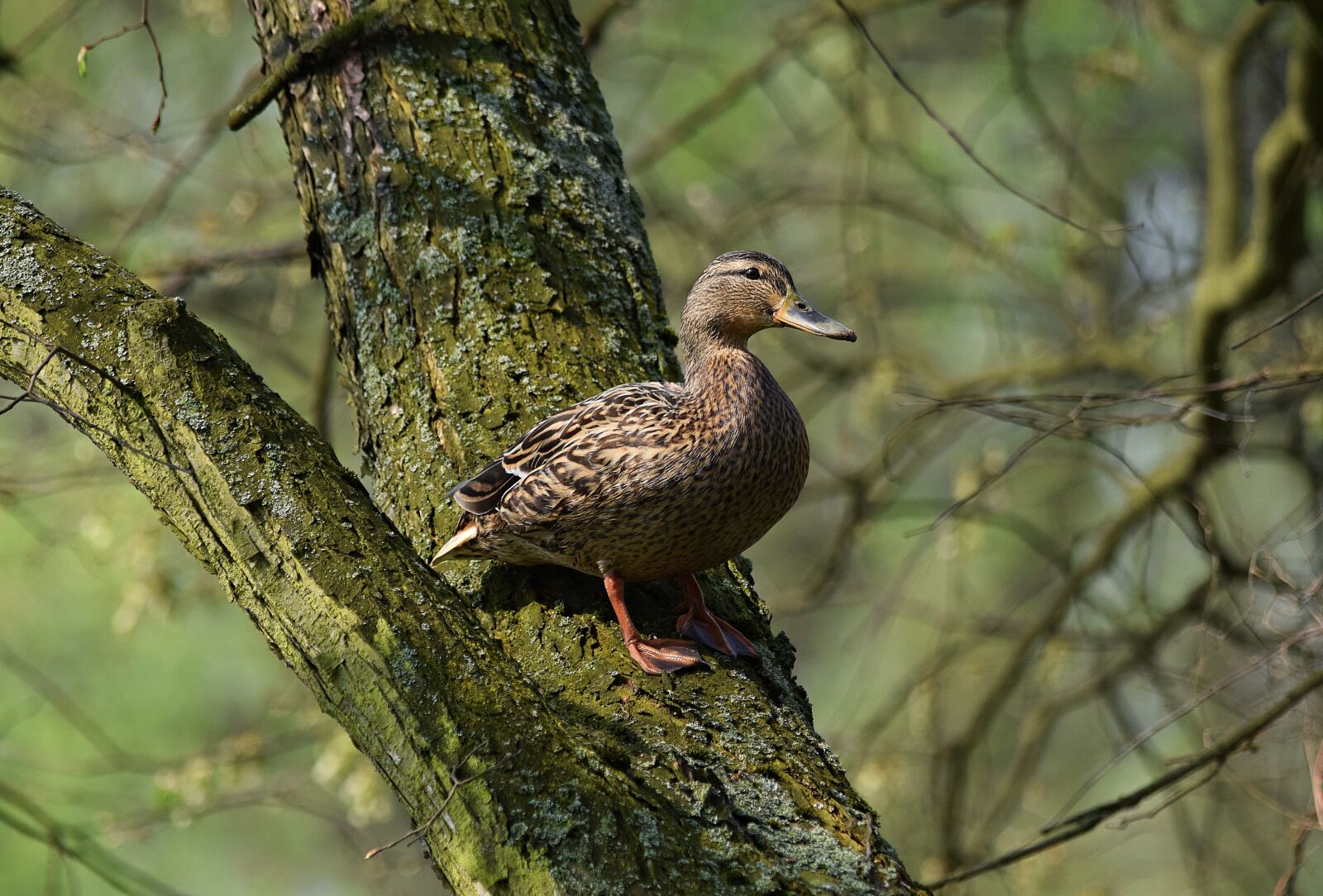 Nikon D5300 sample photo. Tree, duck, nature photography