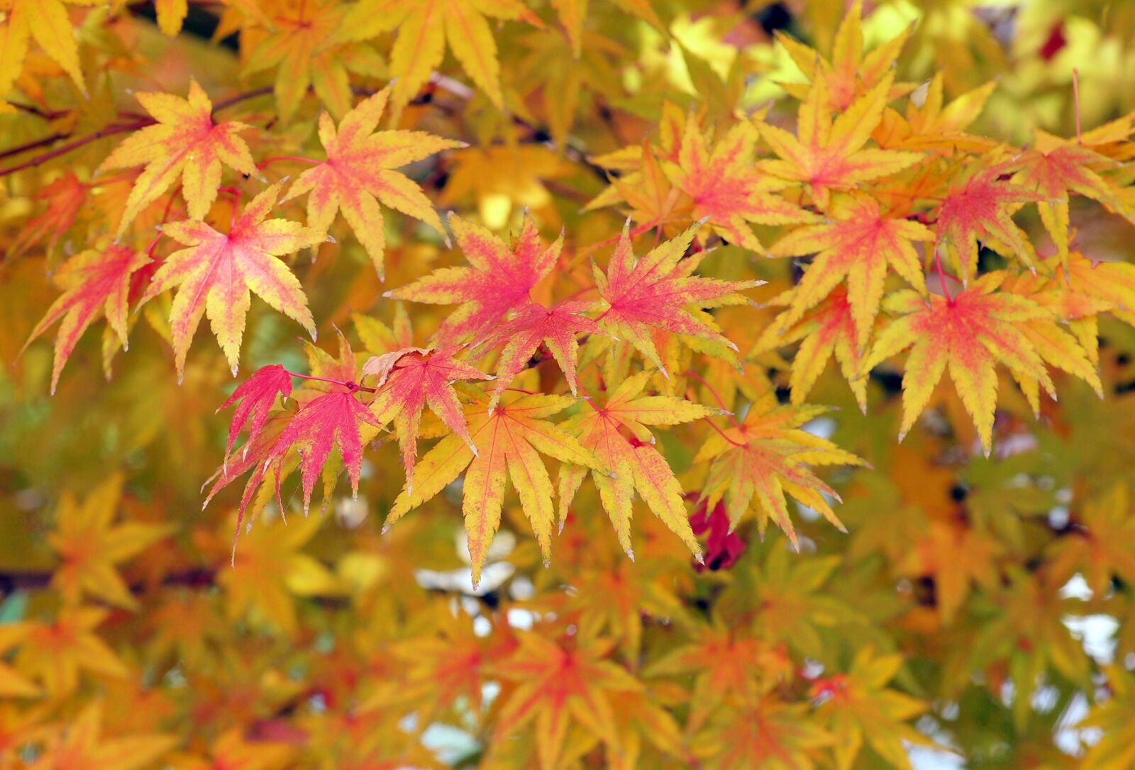 Olympus E-5 sample photo. Maple, leaves, autumn leaves photography