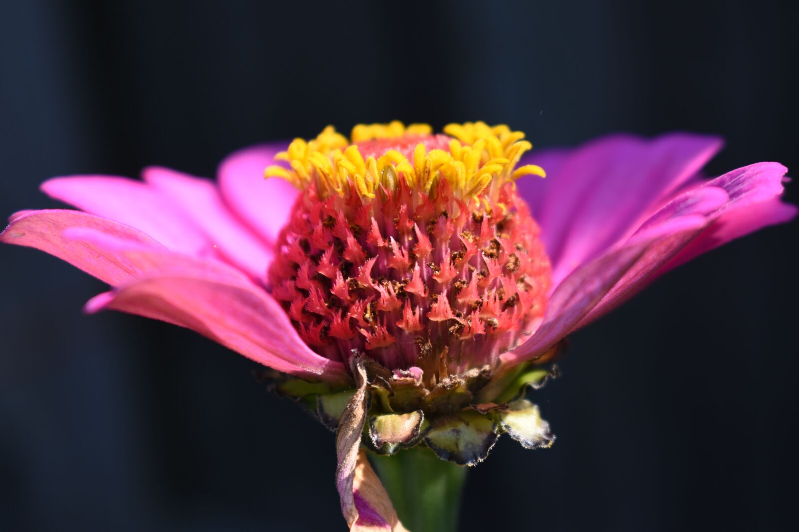 Nikon D5500 sample photo. Zinnia, pink, flower photography