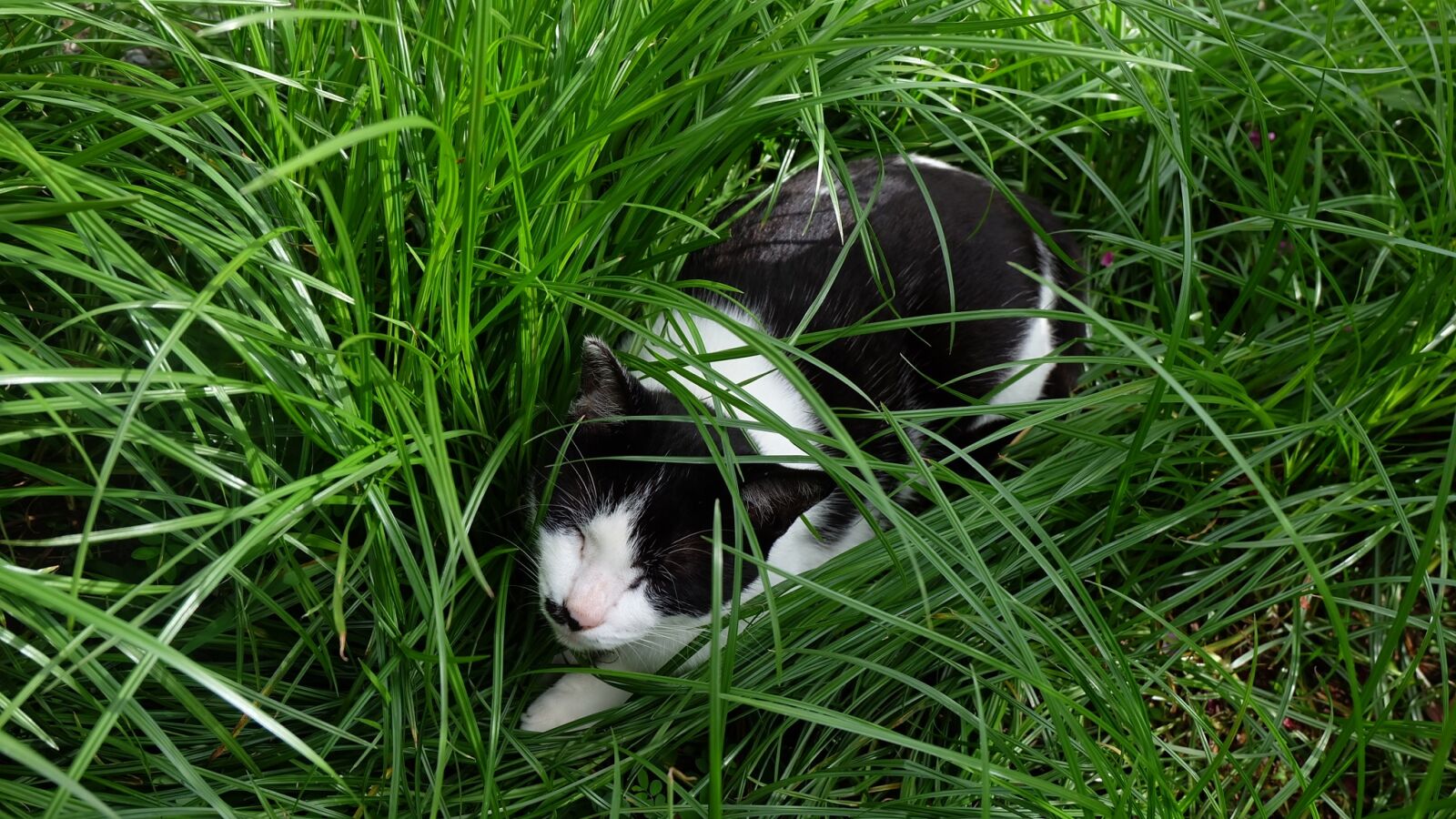 Fujifilm X-A1 sample photo. Grass, kitty, cat photography