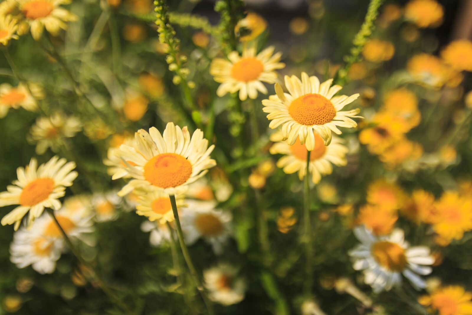 Canon EOS 650D (EOS Rebel T4i / EOS Kiss X6i) sample photo. Daisies, blossom, bloom photography
