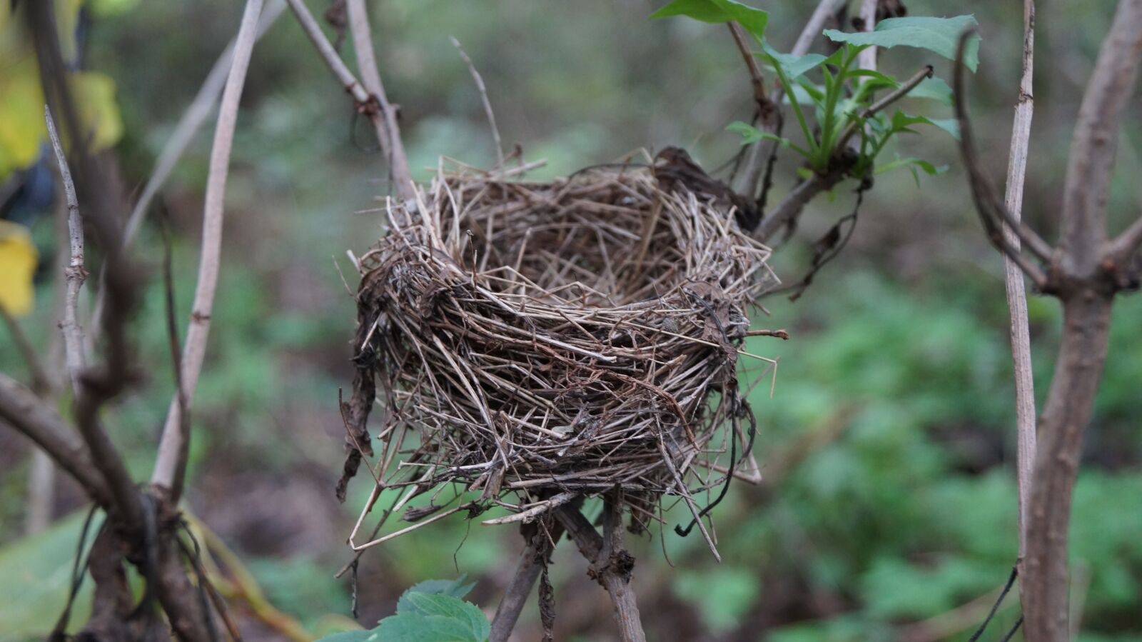 Sony DT 18-55mm F3.5-5.6 SAM II sample photo. The nest, forest, autumn photography