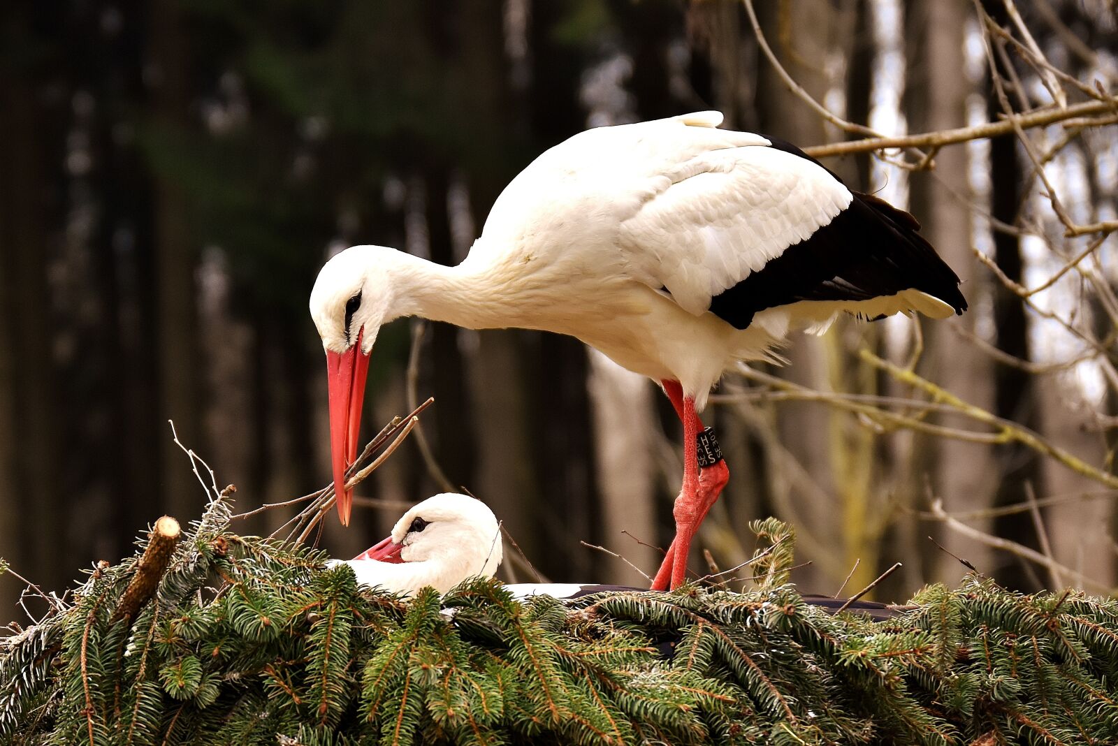 Nikon D7200 sample photo. Storks, pair, solicitous photography