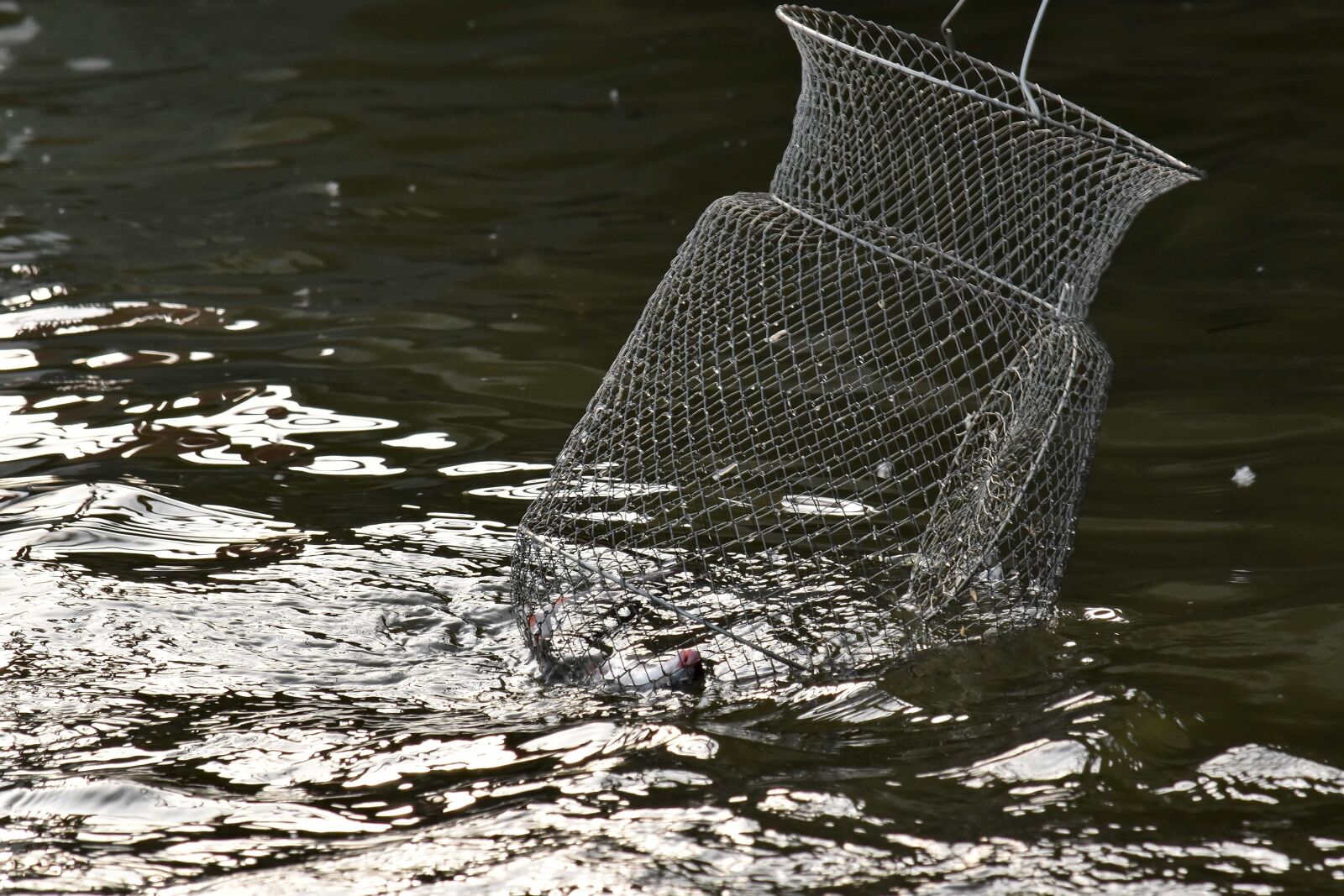 Nikon D5500 sample photo. Cage, catch, fishing, fishing photography