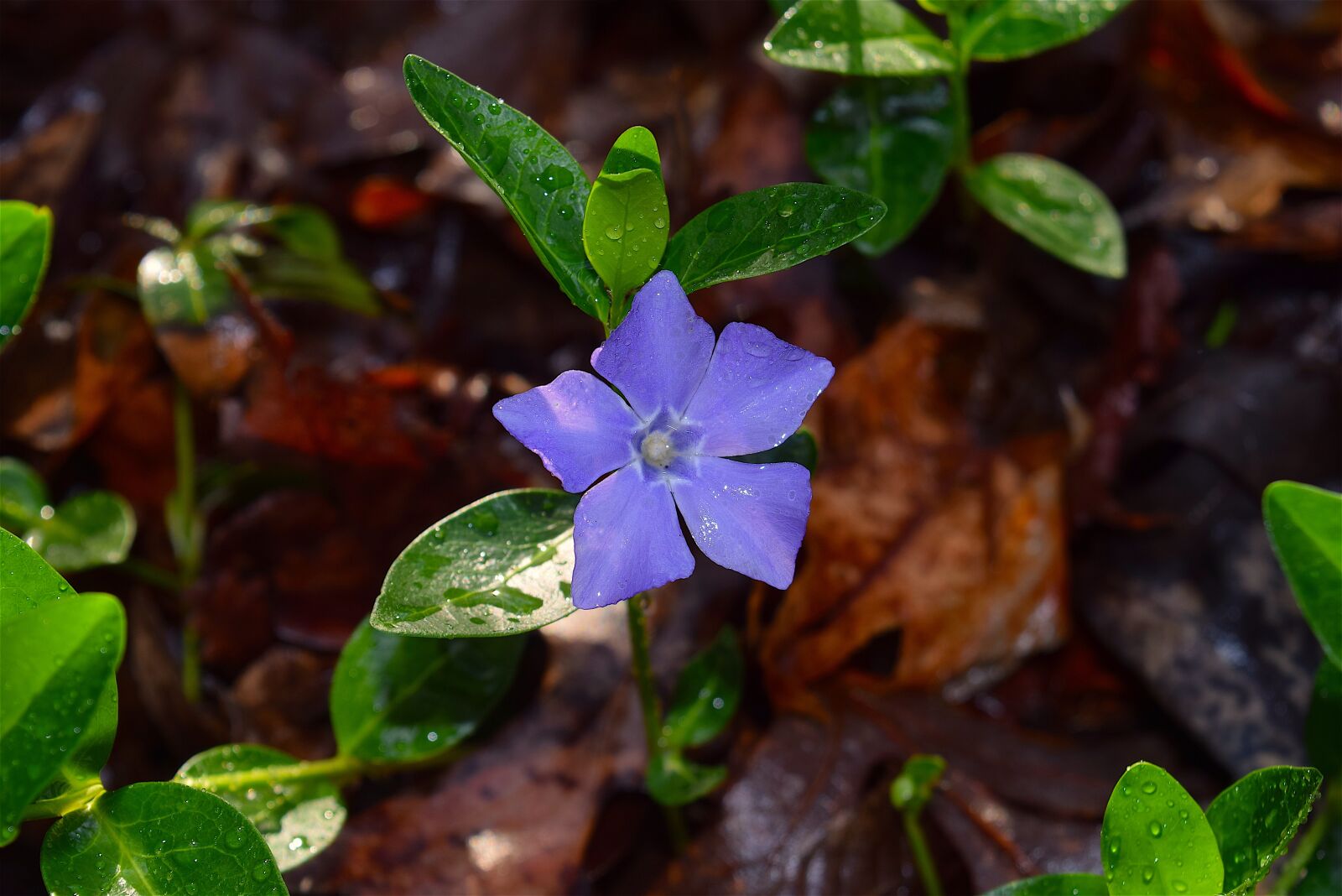 Nikon D3300 sample photo. Violet, flower, spring photography