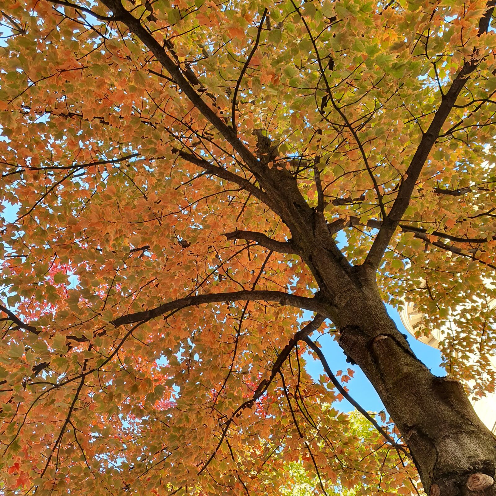 Samsung Galaxy S10 sample photo. Autumn, city, nature photography
