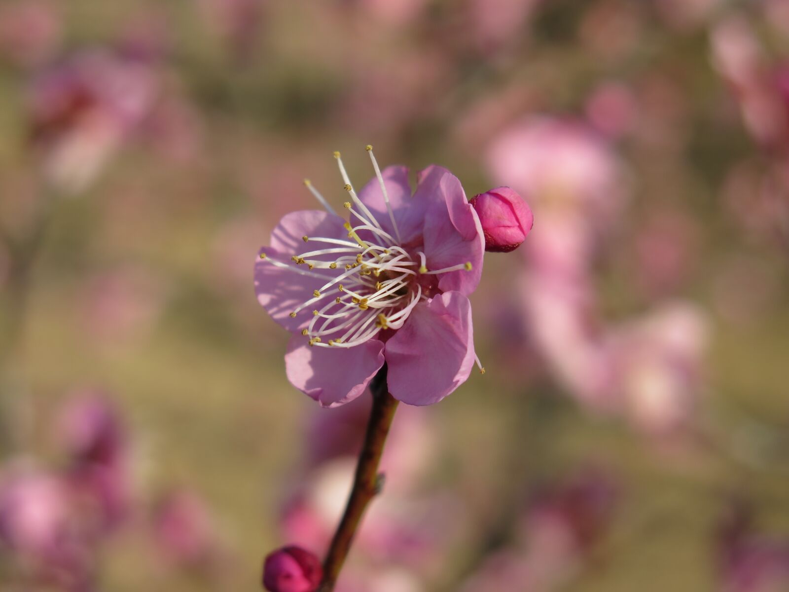 Canon PowerShot G16 sample photo. Plum, blossom, plum blossom photography