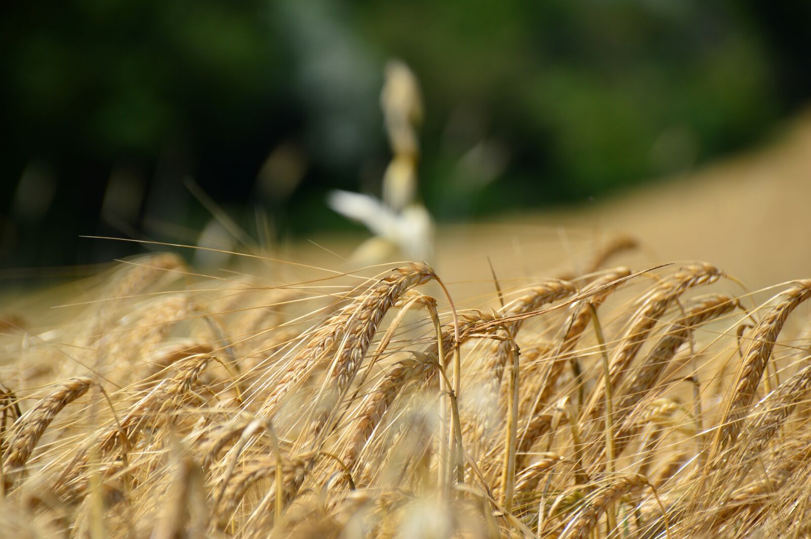 Nikon D3200 sample photo. Natural, sonnenschein, weiz at photography