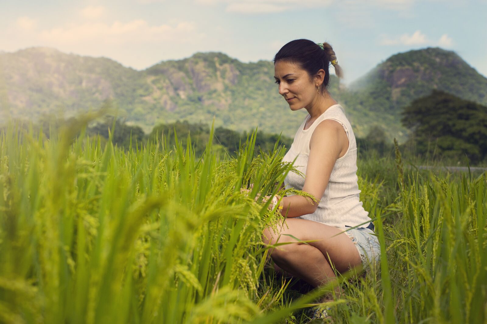 Nikon D700 sample photo. Rice, field, green photography