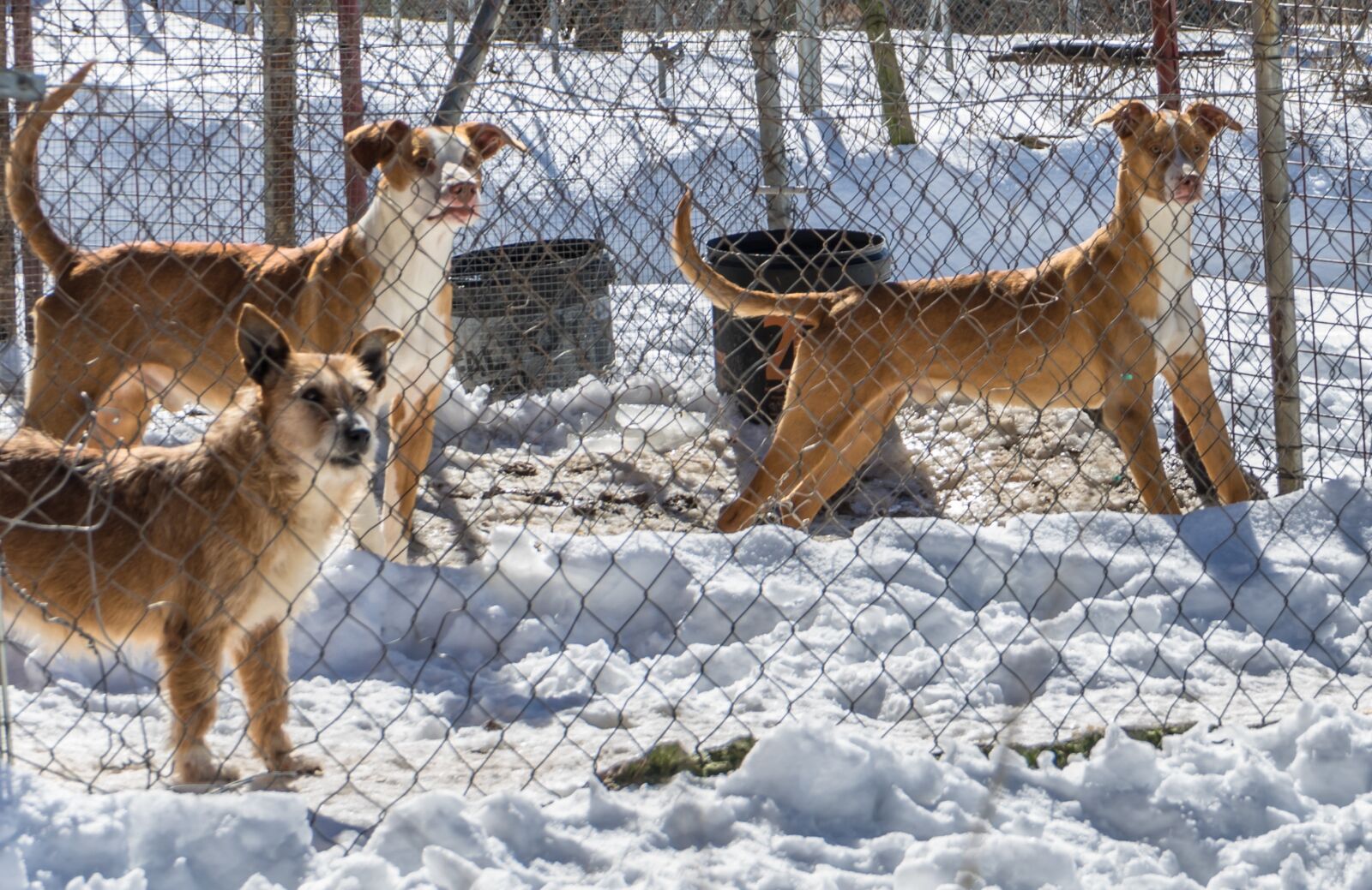 Sony a7R + Sony FE 28-70mm F3.5-5.6 OSS sample photo. Dogs, snow, winter photography