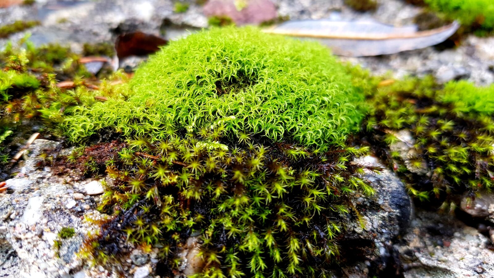 Samsung Galaxy S7 Edge sample photo. Moss, autumn, green photography