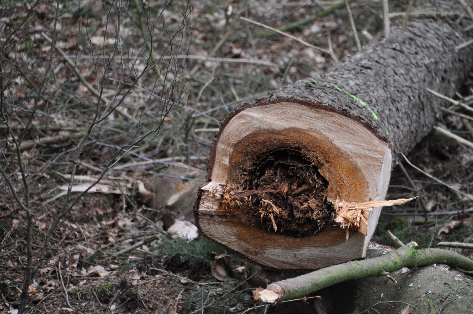 Nikon D5000 sample photo. Tree, inventory, forest photography