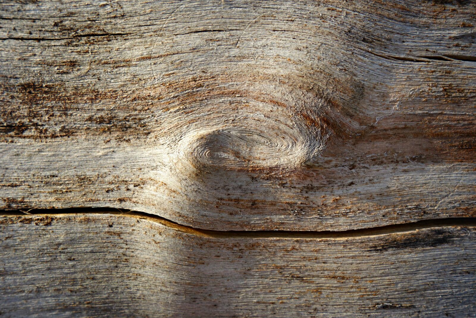 Sony Cyber-shot DSC-RX100 sample photo. Wood, knot, log photography