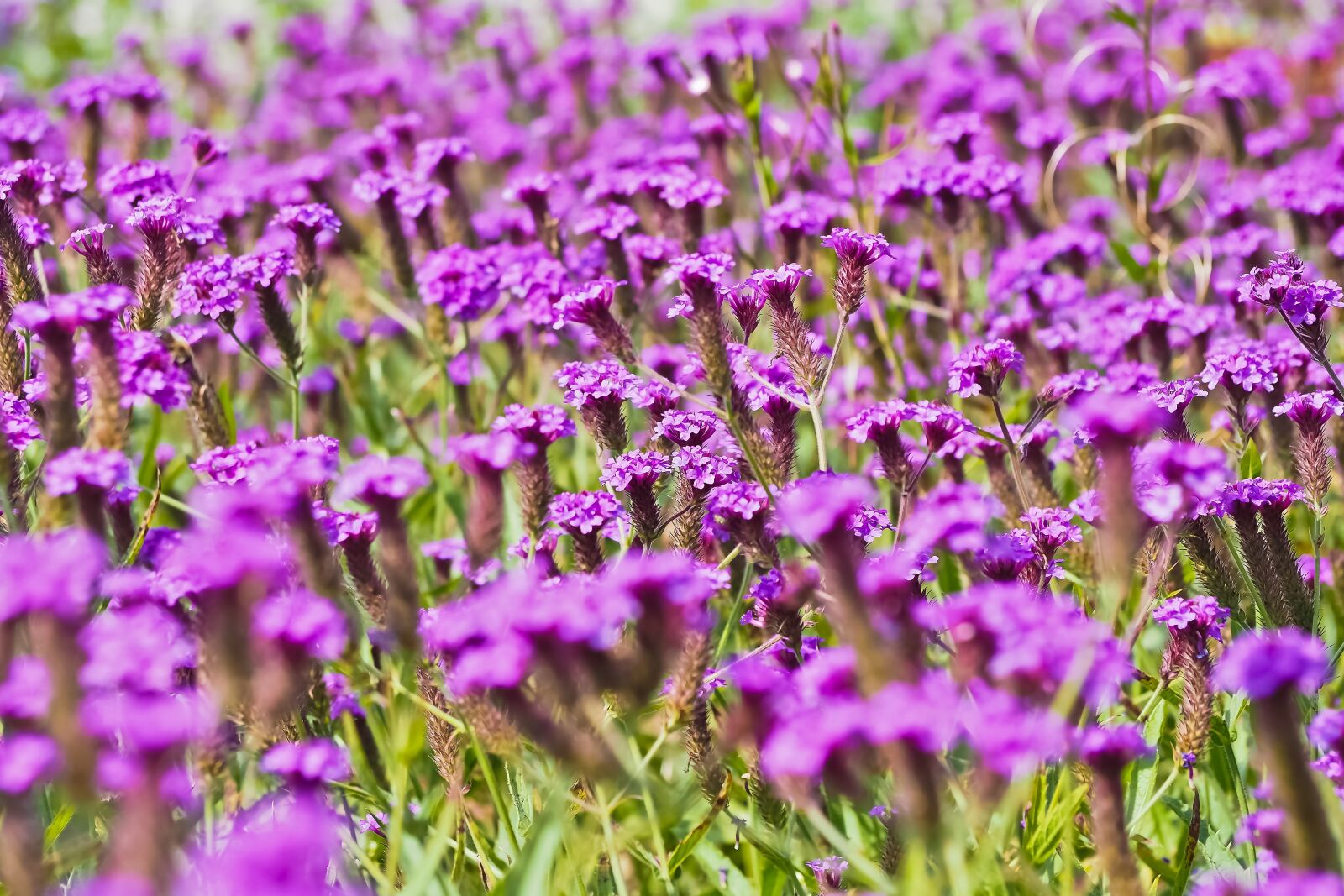 Olympus OM-D E-M10 sample photo. Flower meadow, flowers, nature photography