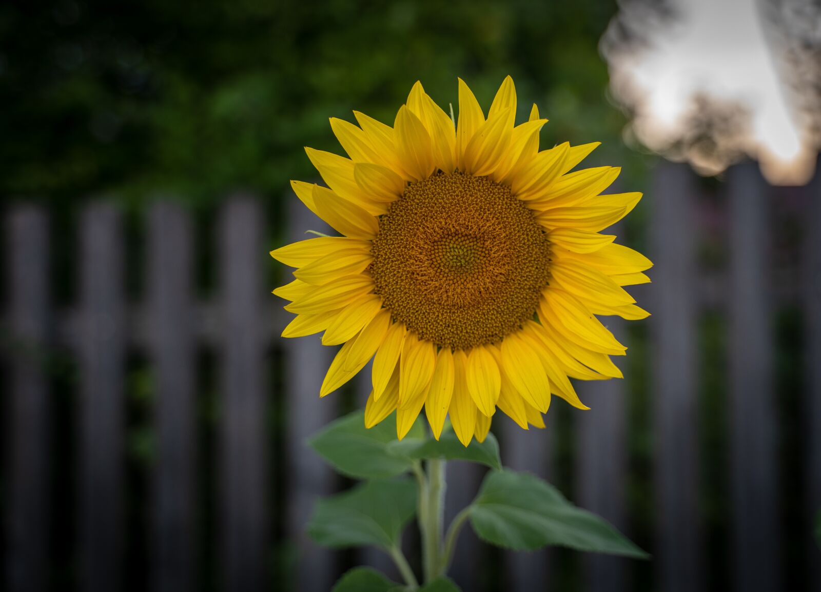 Sony a7 III + Tamron 28-75mm F2.8 Di III RXD sample photo. Sunflower, flower, yellow green photography