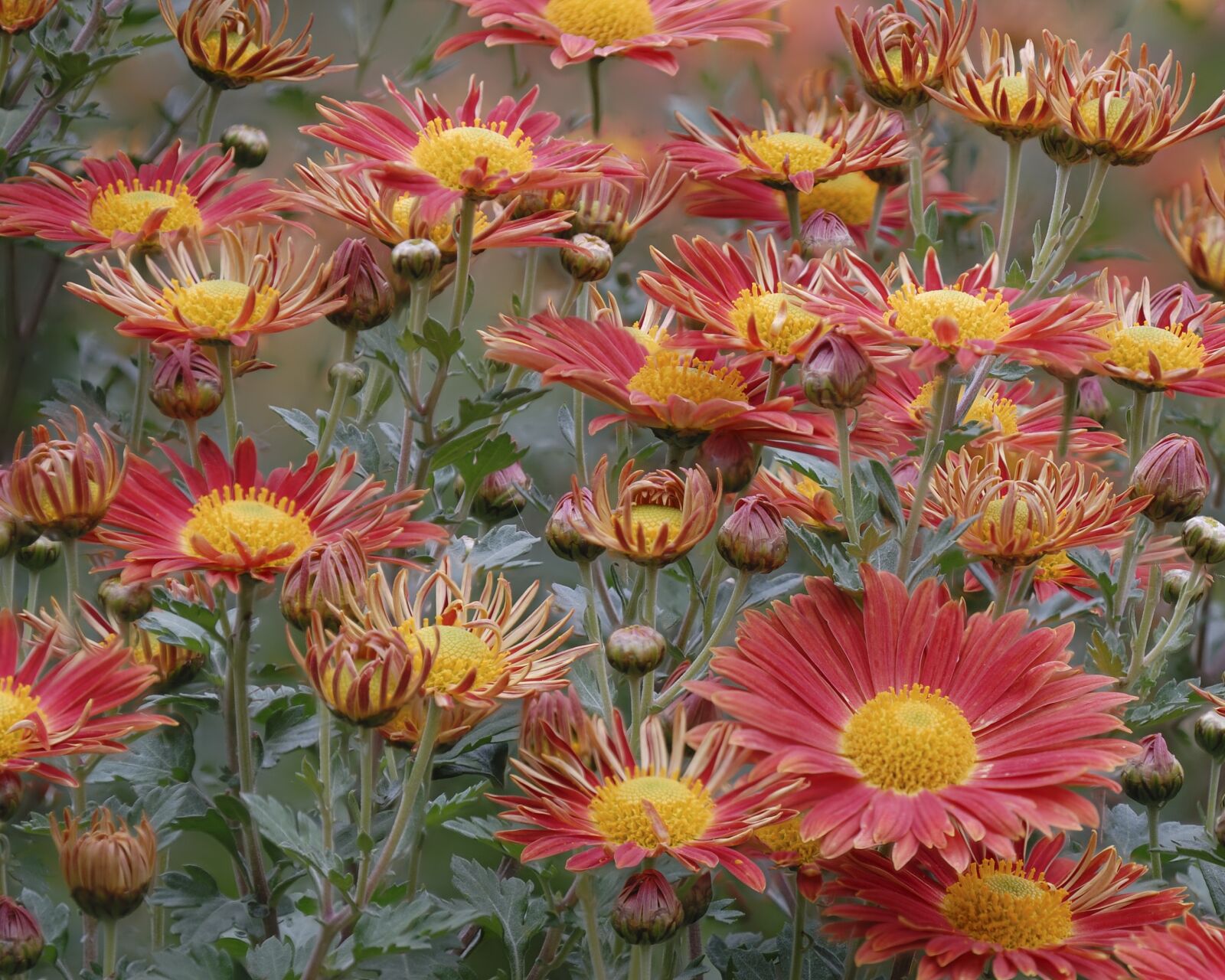 Nikon D200 sample photo. Asters, autumn, garden photography