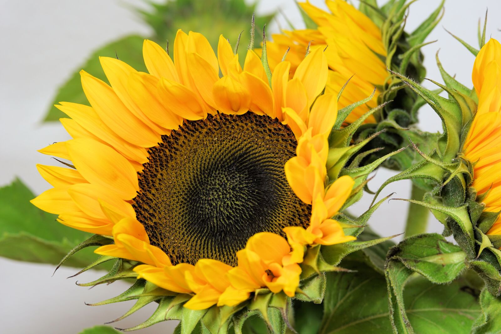 Sony a6000 sample photo. Sunflower, flower, blossom photography