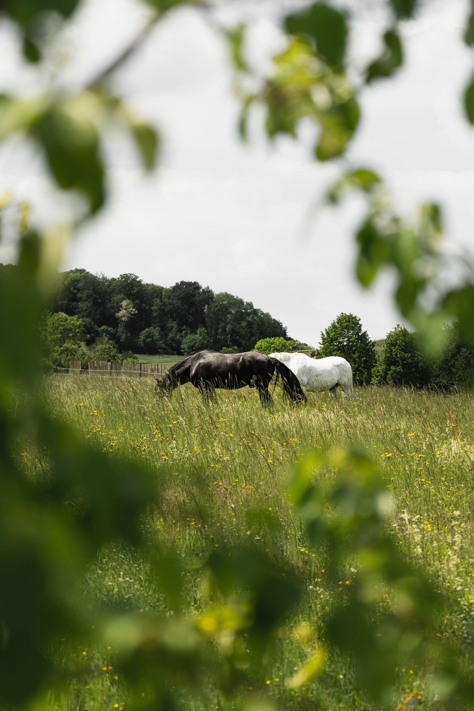 Sony a7 II + Sony FE 28-70mm F3.5-5.6 OSS sample photo. Horse, horses, nature photography