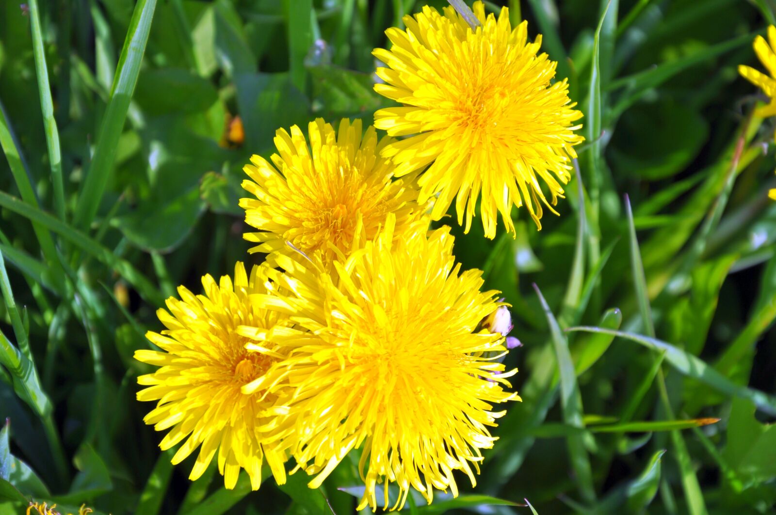 Nikon D5000 sample photo. Dandelion, yellow, blossom photography