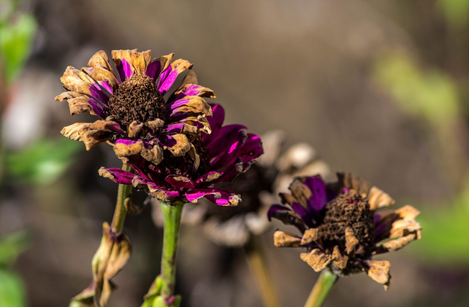 Canon EOS 600D (Rebel EOS T3i / EOS Kiss X5) sample photo. Frost damage, dying flowers photography