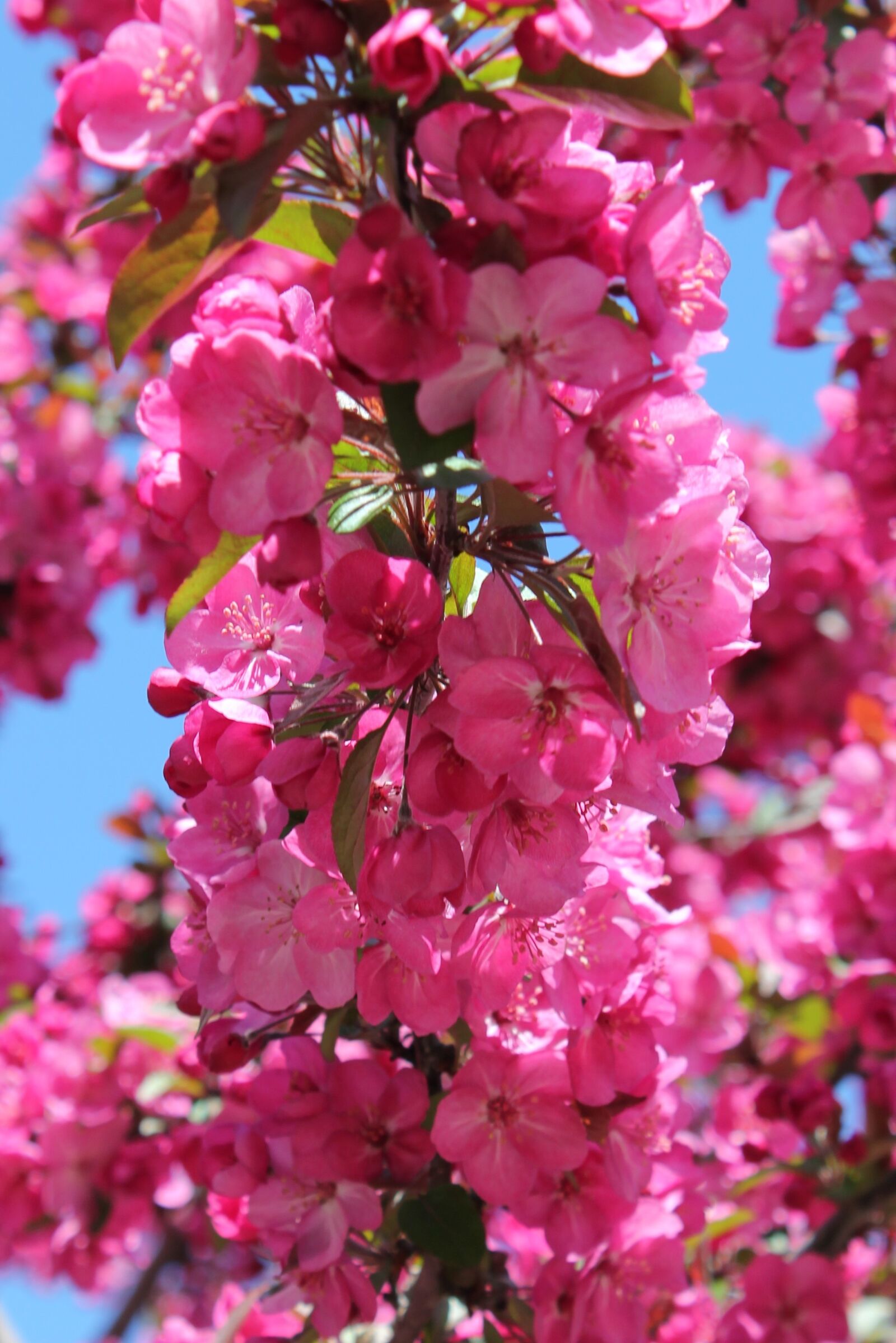 Canon EOS 550D (EOS Rebel T2i / EOS Kiss X4) sample photo. Blossom, flower, backdrop photography